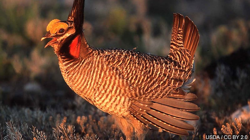 FILE - lesser prairie chicken