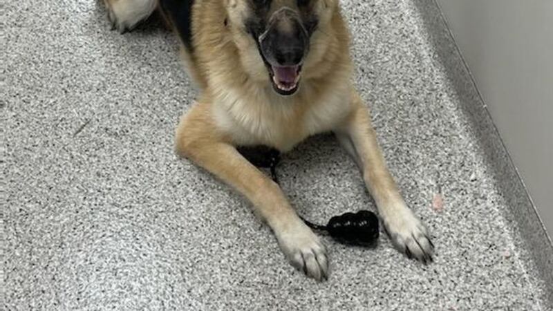 Nova enjoys her favorite toy, a Kong, after earning her certification.
