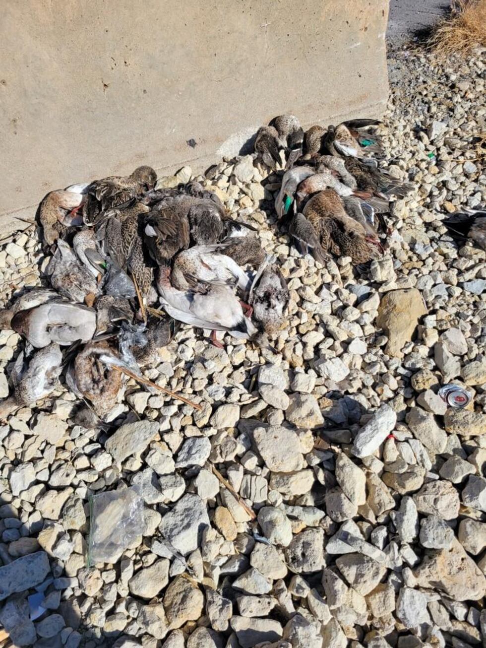 Dozens of dead waterfowl are found dumped at a rest area near Belle Plaine on Nov. 19, 2023.