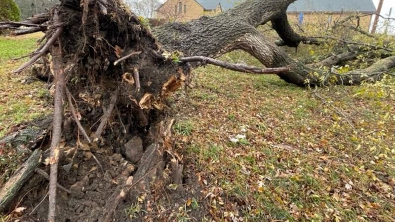 A tree falls on a power line canceling classes at Berryton Elementary School on Nov. 20, 2023.