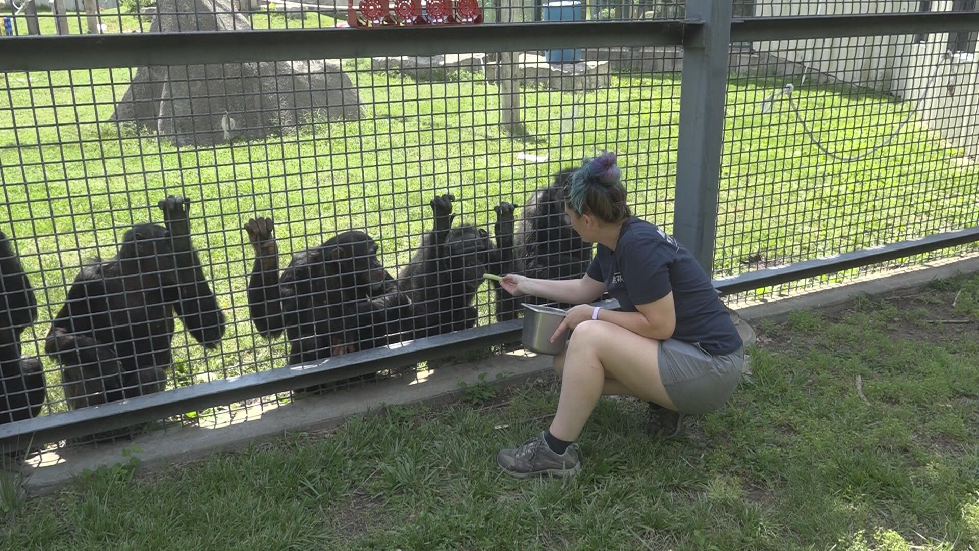 Sunset Zoo Chimpanzee celebrates 70th birthday as the oldest chimpanzee in human care - Vimarsana News