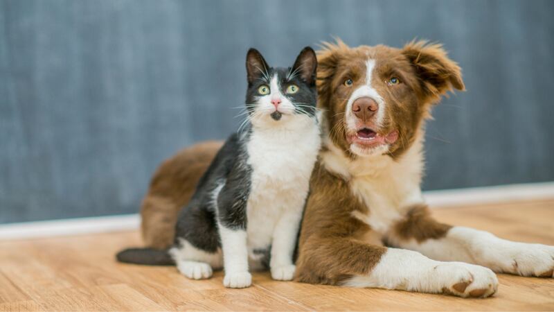 PetSmart said they are looking for pets who have “vast experience in play, a knack for toy...