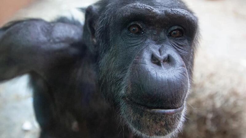 Chimp
