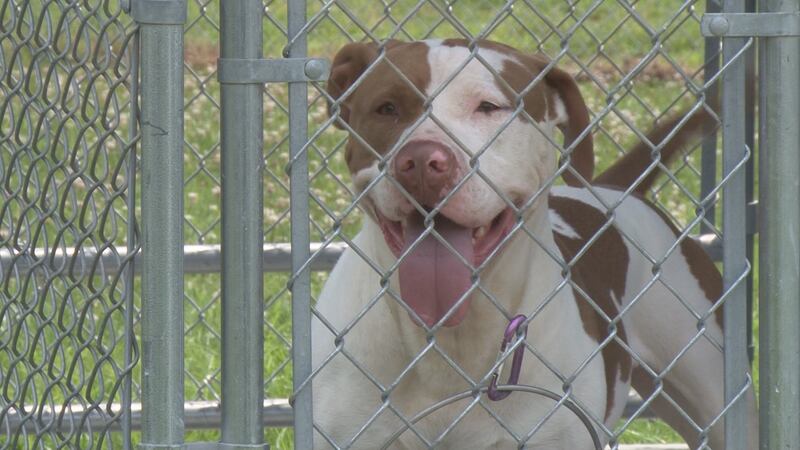 Keeping pets safe during fireworks