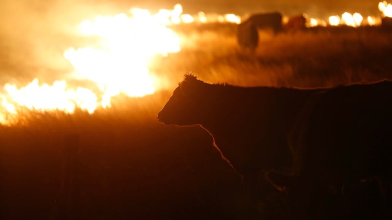 FILE - Cattle graze by a wildfire near Protection, Kan., early Tuesday, March 7, 2017. Grass...