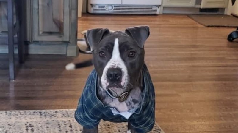 Beauties and Beast's dog recovers, finds new home after two month recover in animal hospital