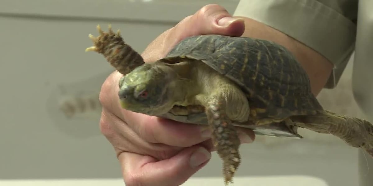 Reptile, amphibian regulations to soon change following efforts of