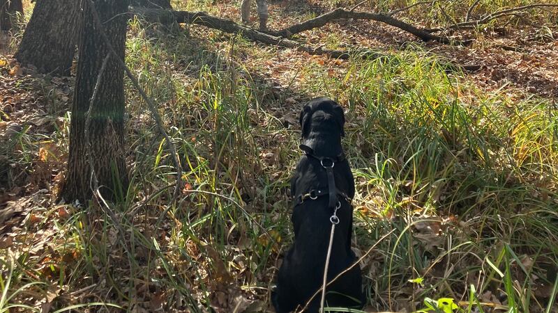 K-9 Indy helps lead game wardens to two poachers in eastern Kansas on Nov. 15, 2023.