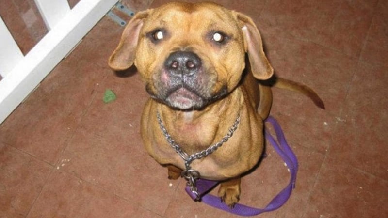 This undated photo obtained by The Associated Press shows Desmond, a dog that was beaten,...